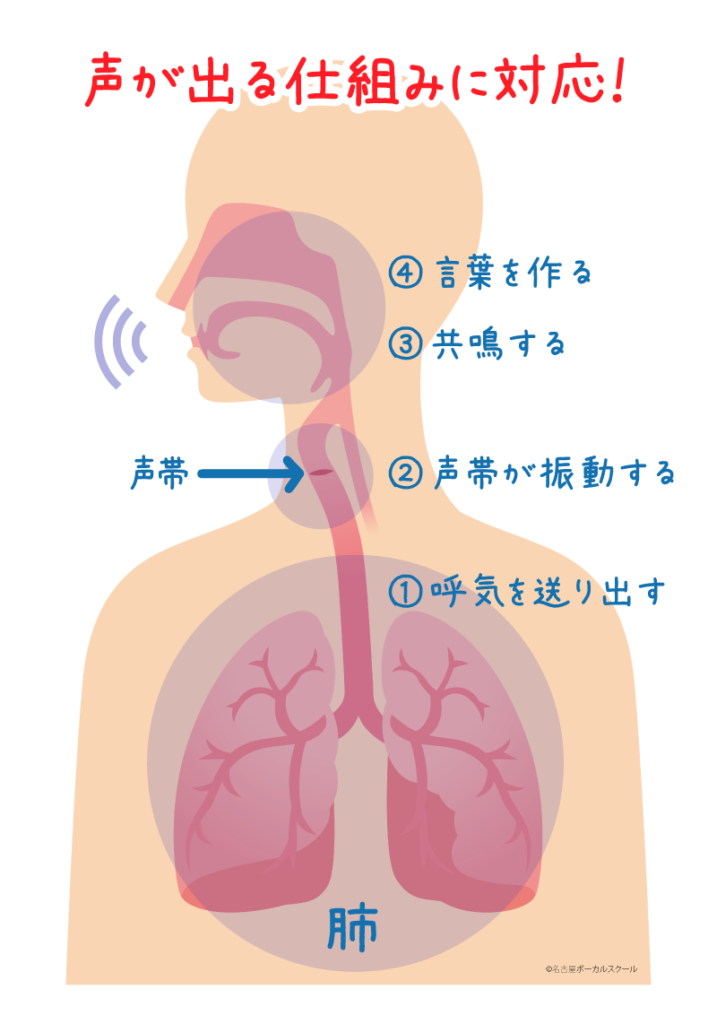声の出る仕組みに対応。1.肺から呼気を送り出す 2.声帯が振動する 3.共鳴腔で音を共鳴させる 4.舌や唇を使って言葉を作る